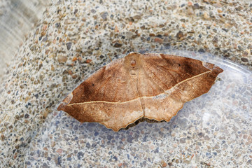 Macro of a alive night butterfly - Shallow depth of field