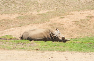 Obraz premium Rhino