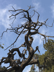 A dead tree in the Forbidden City, Beijing.