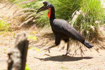 Abyssinian Ground Hornbill