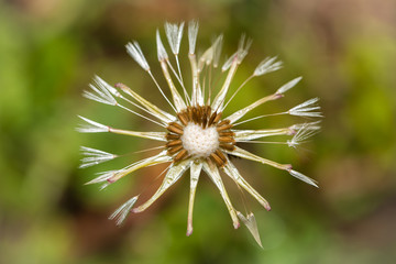 Macro of a dandelion - Shallow depth of field