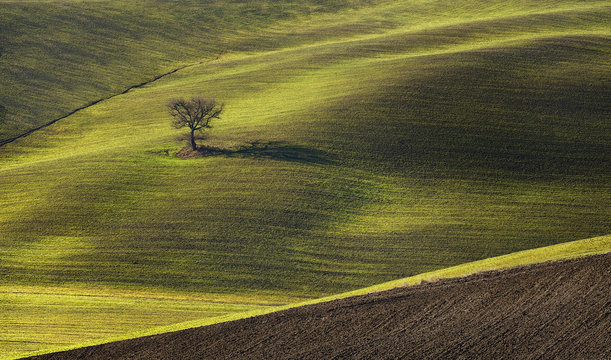 Alone oak seems to act as guardian of the valley, Pienza, Tuscany, Italy