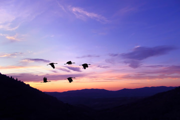 Purple sky on sunset or sunrise with flying birds natural backgr - Powered by Adobe