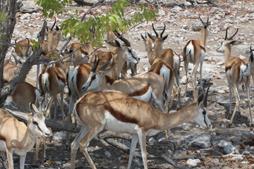 Etosha Antilopenherde