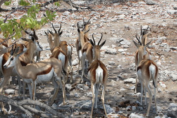 Antilopenherde Etosha