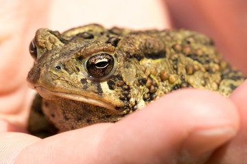 Frog in the hands of a boy - Macro - Shallow depth of field