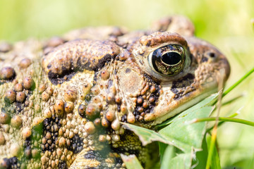 Frog - Macro - Shallow depth of field