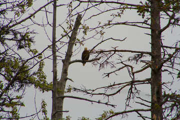 Eagle