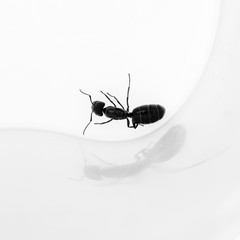 Macro of an ant and his shadow - Shallow depth of field - Black and white