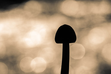 Silhouette of a mushroom - Monochrome