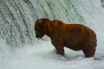 Bear Salmon Fishing