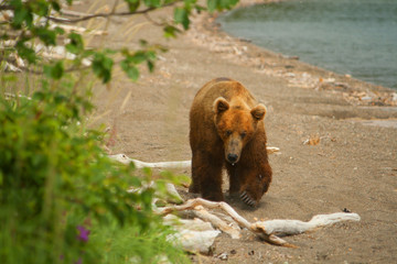 Bear Salmon Fishing