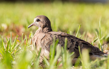 Macro of a turtledove - Shallow depth of field