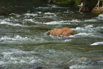 Fototapeta na wymiar Bear Salmon Fishing