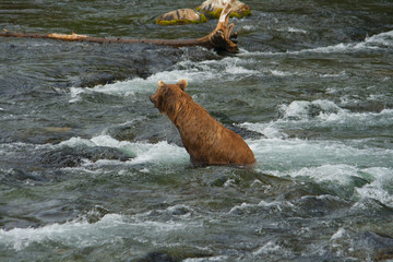 Fototapeta premium Bear Salmon Fishing