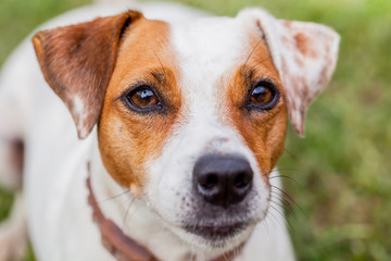 Jack Russell Female Dog Portrait, Expressive Eyes