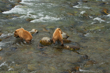 Fototapeta premium Bear Salmon Fishing