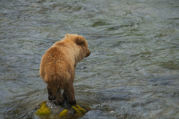 Bear Cub Salmon Fishing