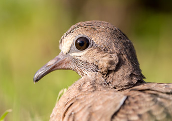 Macro of a turtledove - Shallow depth of field