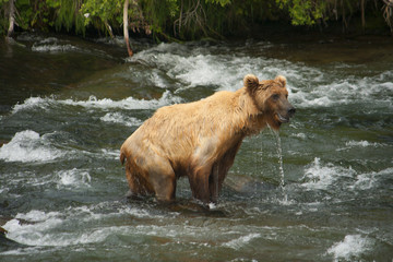 Bear Salmon Fishing