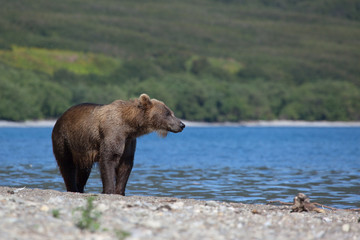 Wild brown bear stands on the river bank.