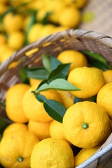 収穫した柚子 3