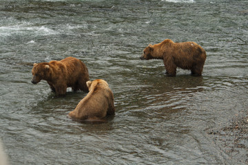 Fototapeta premium Bear Salmon Fishing