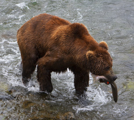 Bear Salmon Fishing