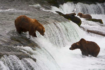 Naklejka premium Bear Salmon Fishing