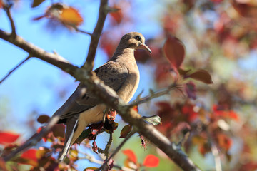 Turtledove in a tree in bloom