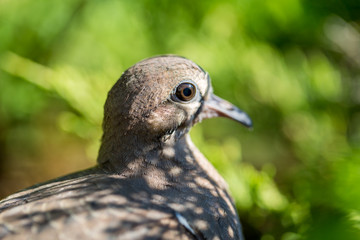 Macro of a turtledove - Shallow depth of field