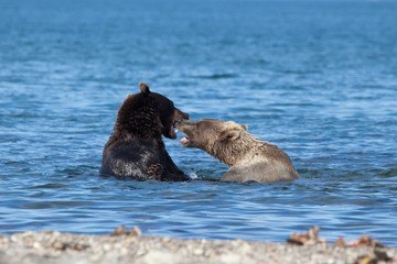 two bears fighting in the water