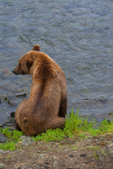 Obraz premium Bear Salmon Fishing