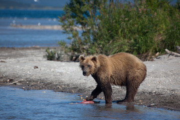 Bear put his paw prey fish on a backround river