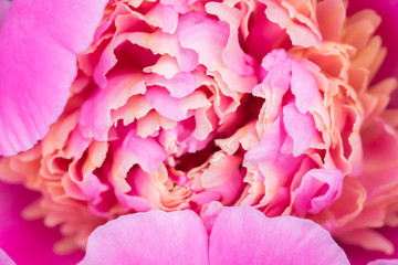 Macro of a flower - Shallow depth of field