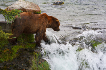 Bear Salmon Fishing