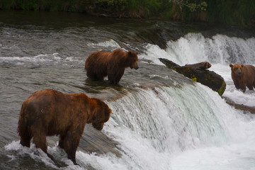 Naklejka premium Bear Salmon Fishing