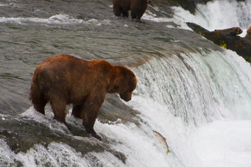 Bear Salmon Fishing
