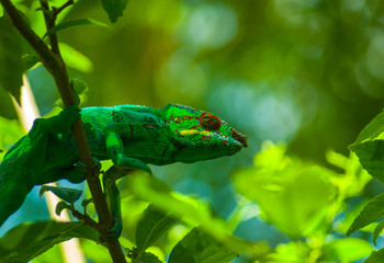Le caméléon 