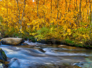 Obraz na płótnie Canvas Eastern Sierra Fall Colors