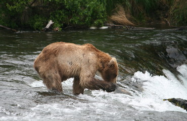 Obraz na płótnie Canvas Bear Salmon Fishing