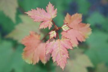 Maple Leaves