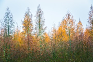 Fototapeta premium Close up of tree tops of larch and oak forest