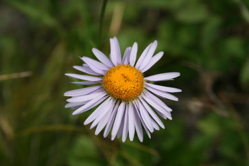 Obraz premium Purple Daisy