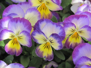 Purple and Yellow Pansy Flowers