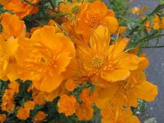 Orange Flower