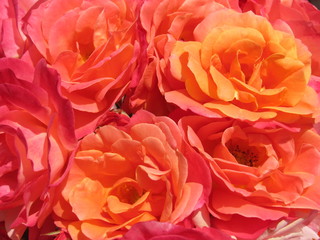 Orange Roses