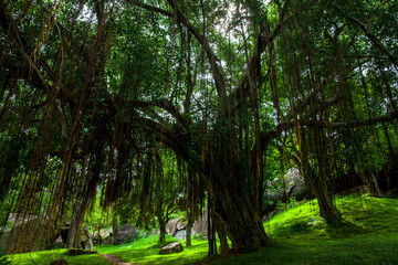 Fototapeta na wymiar Huge tree with big roots in jungle