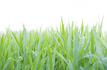 Fototapeta na wymiar Green grass field in nature
