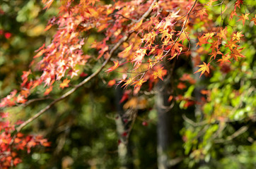 Maple Tree Garden in Autumn.